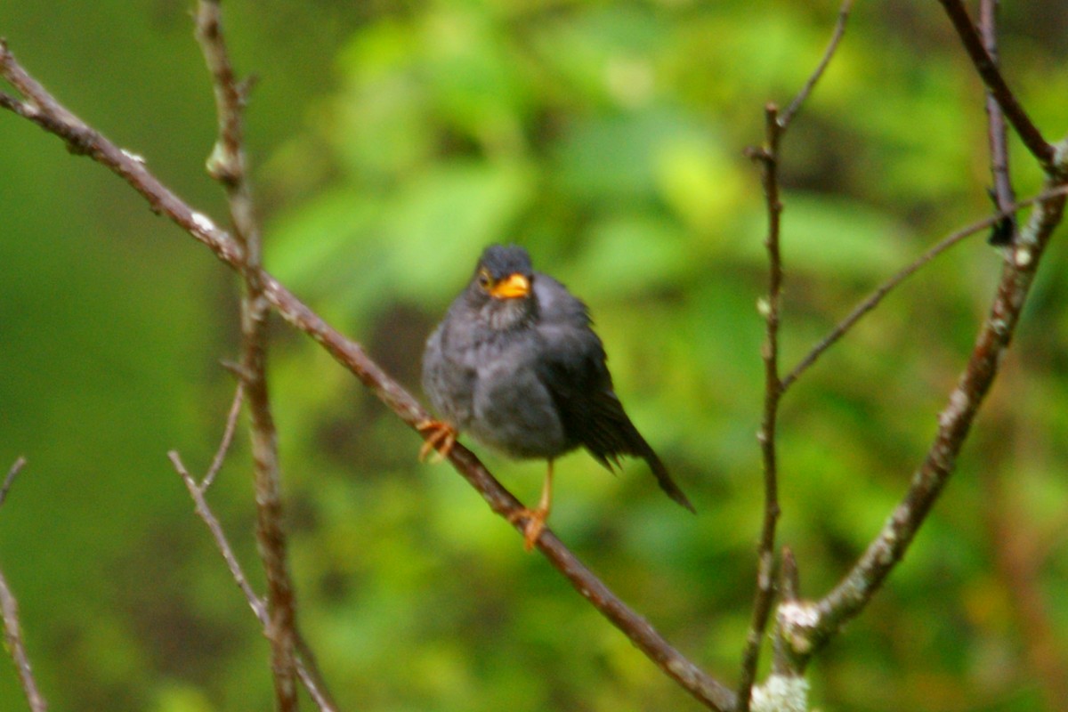 Andean Slaty Thrush - ML631290862