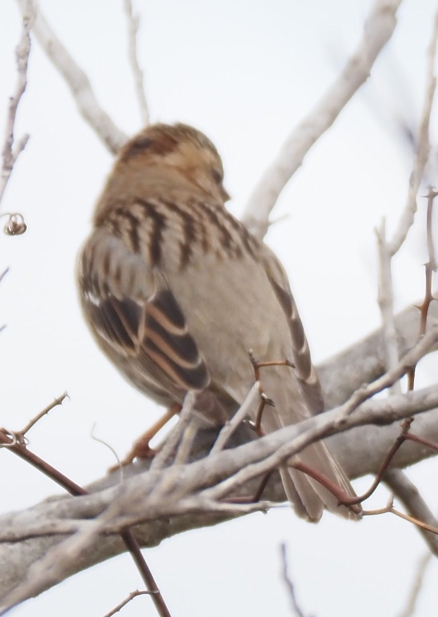 Harris's Sparrow - ML631290998