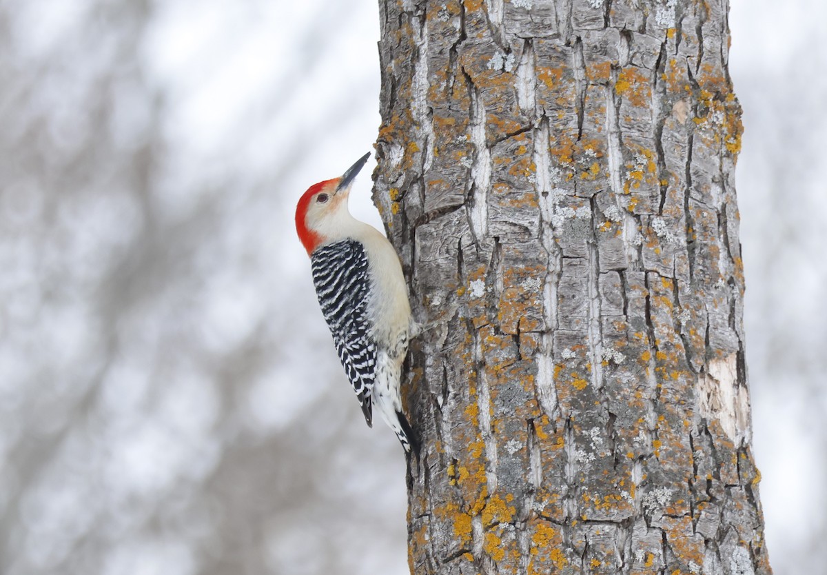 Red-bellied Woodpecker - ML631291117