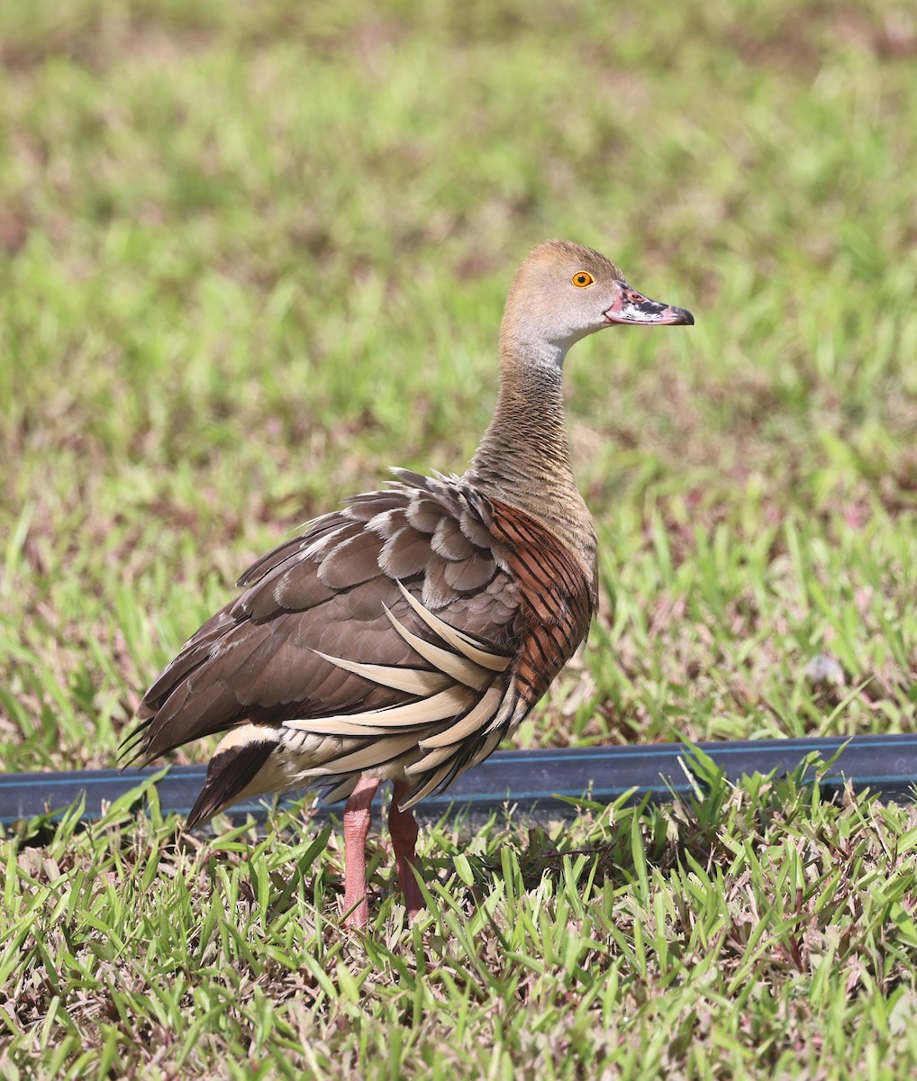 husička australská - ML631291173