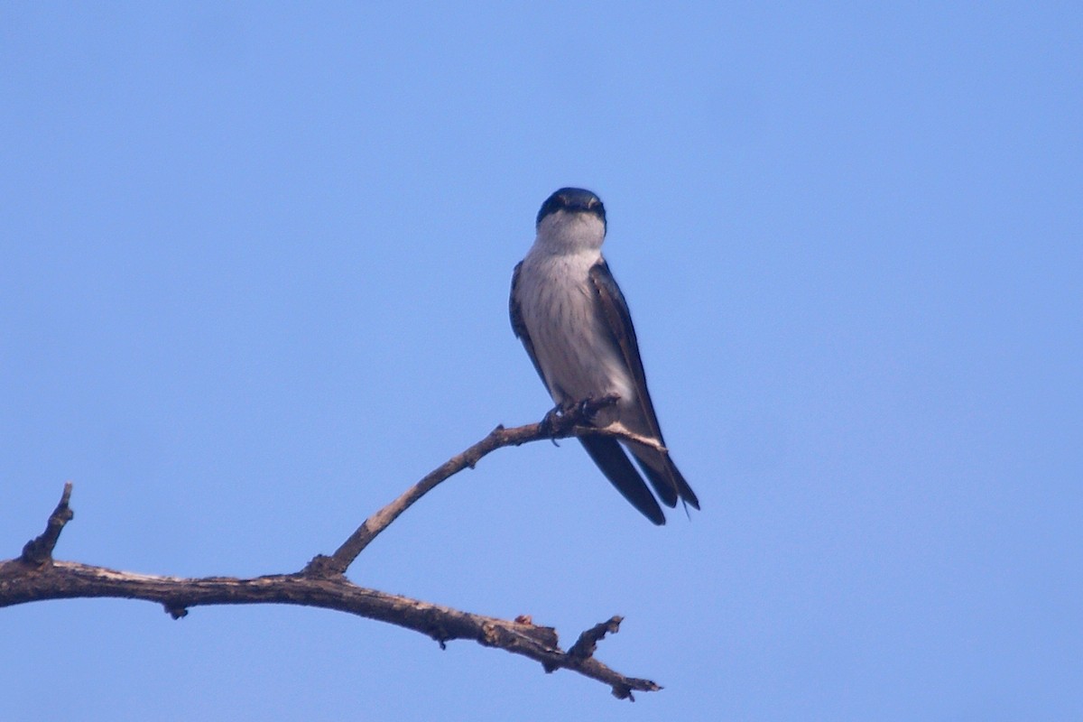 Tumbes Swallow - ML631291204