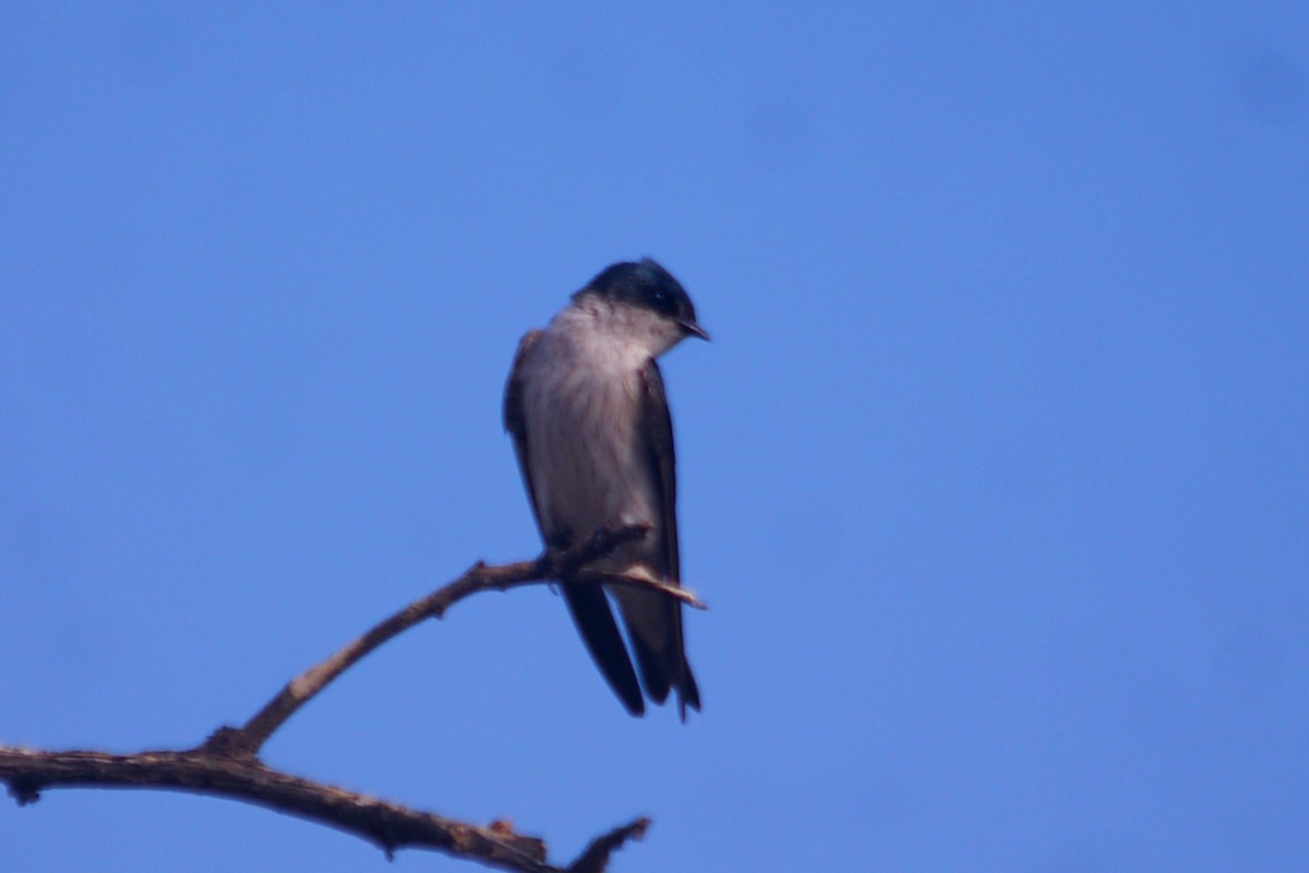 Tumbes Swallow - ML631291229