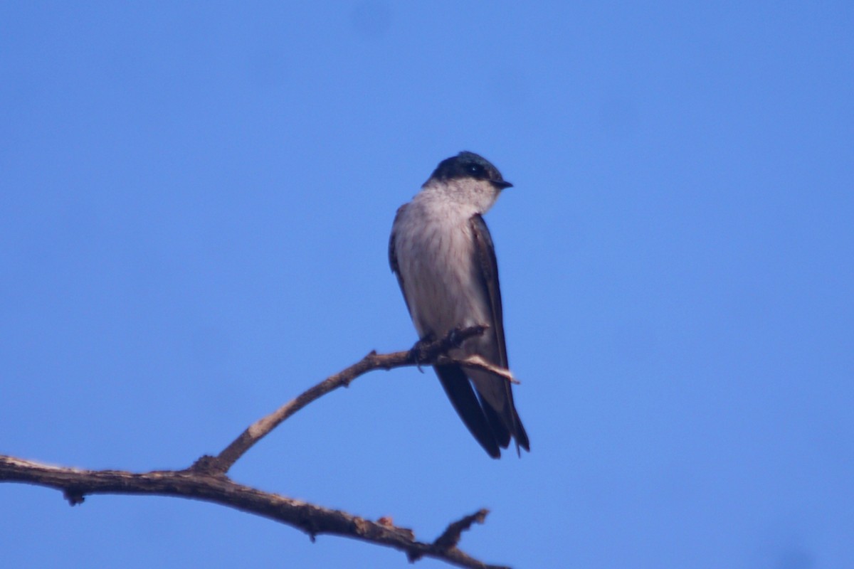 Tumbes Swallow - ML631291230