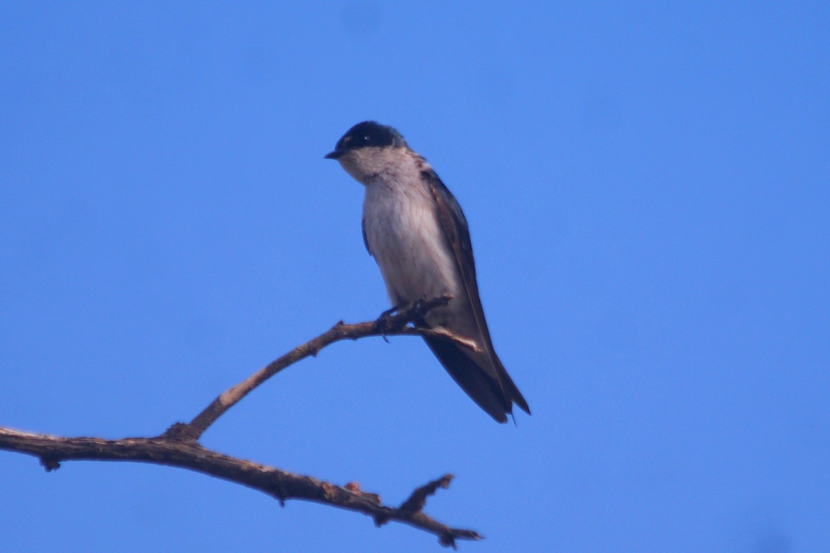 Tumbes Swallow - ML631291232