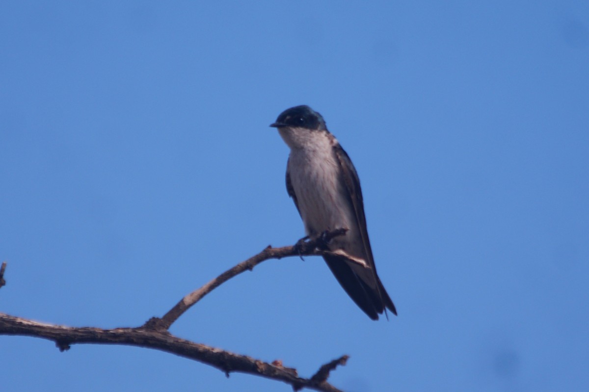 Tumbes Swallow - ML631291233
