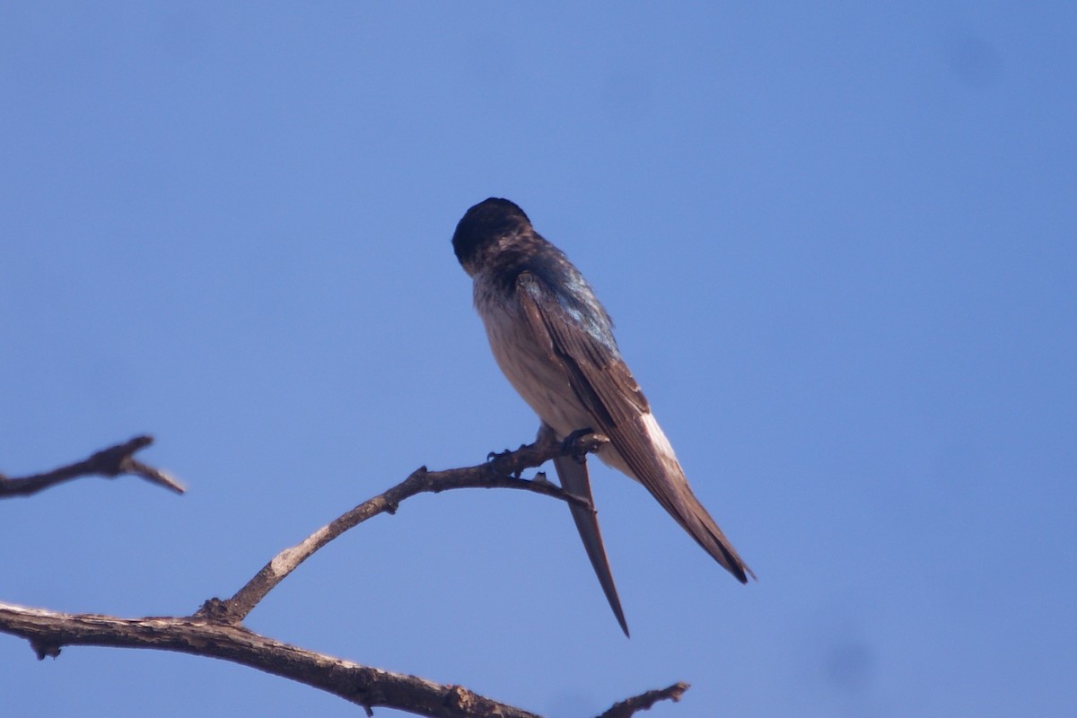 Tumbes Swallow - ML631291242
