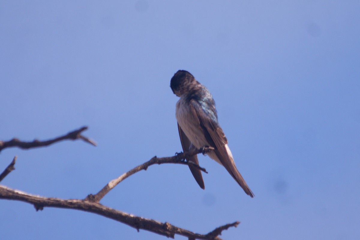 Tumbes Swallow - ML631291243