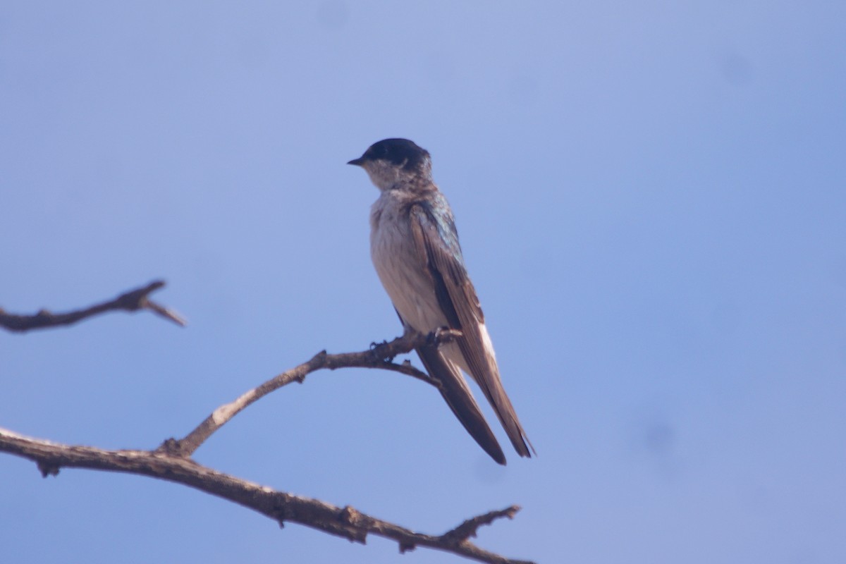 Tumbes Swallow - ML631291249