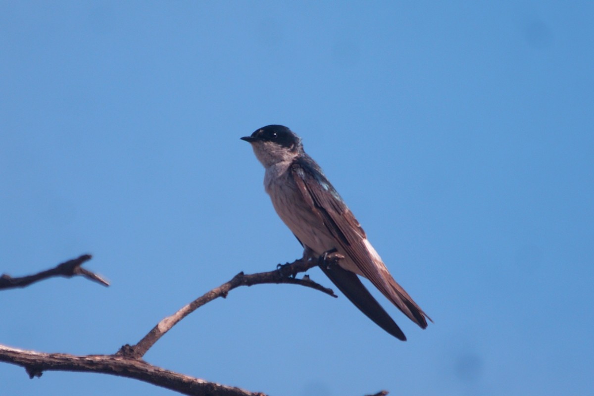 Tumbes Swallow - ML631291253