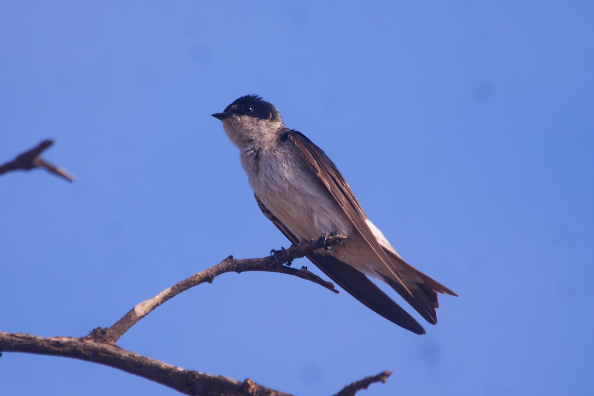 Tumbes Swallow - ML631291258