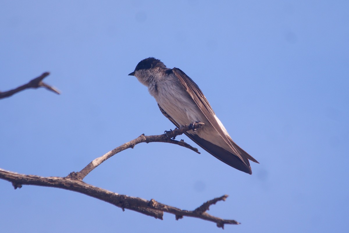 Tumbes Swallow - ML631291259
