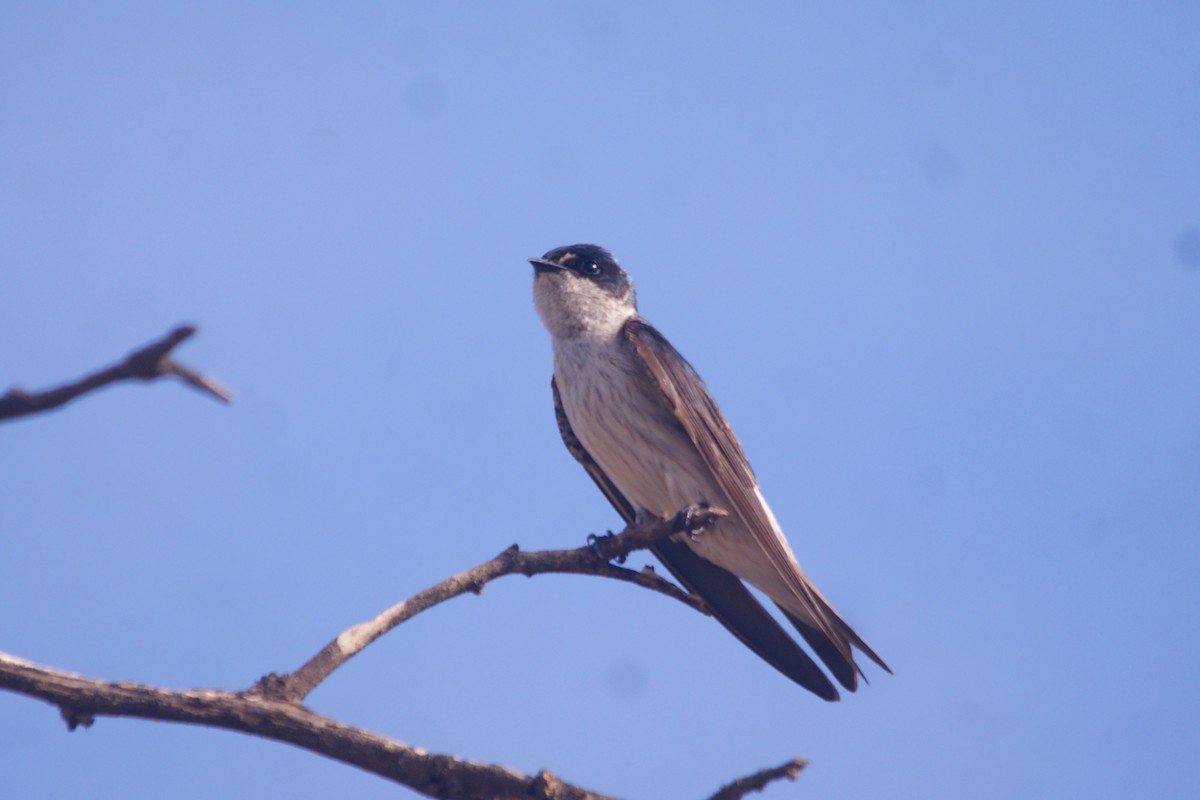 Tumbes Swallow - ML631291260