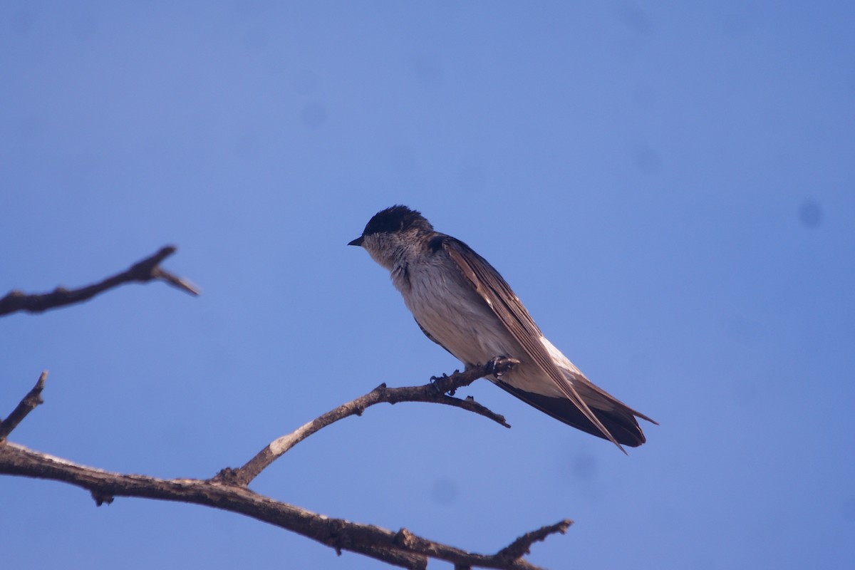 Tumbes Swallow - ML631291261