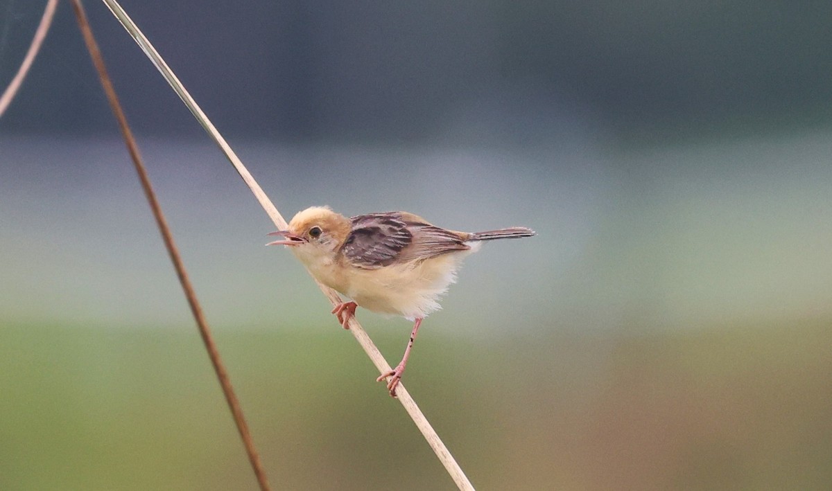 Golden-headed Cisticola - ML631291264