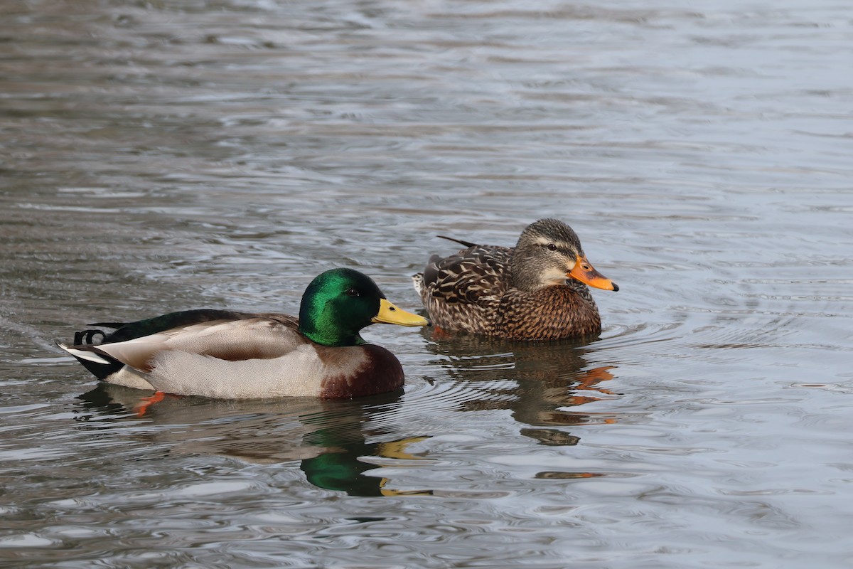 Mallard - Connor Bouffard