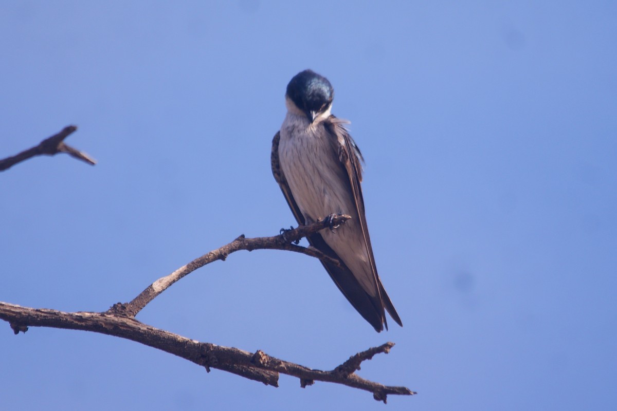 Tumbes Swallow - ML631291344