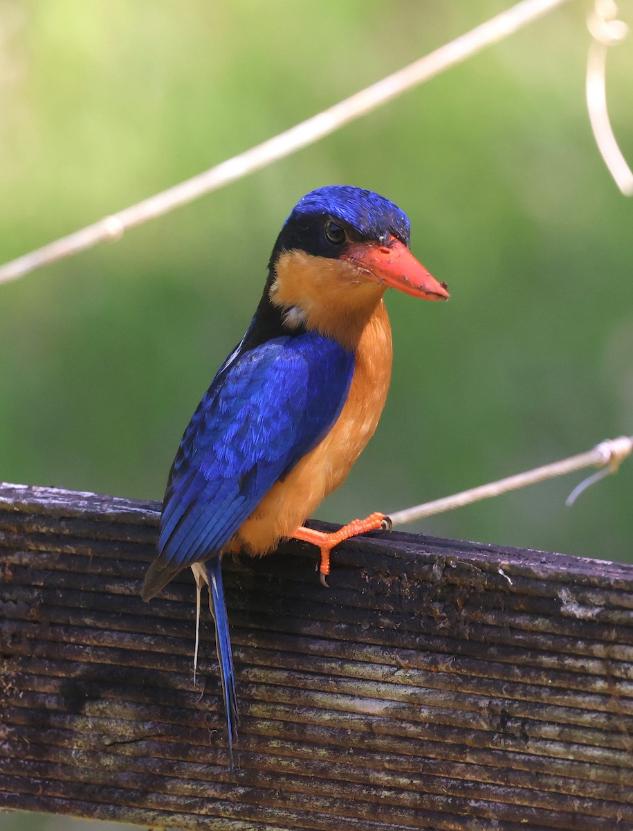 ledňáček rajský - ML631291446