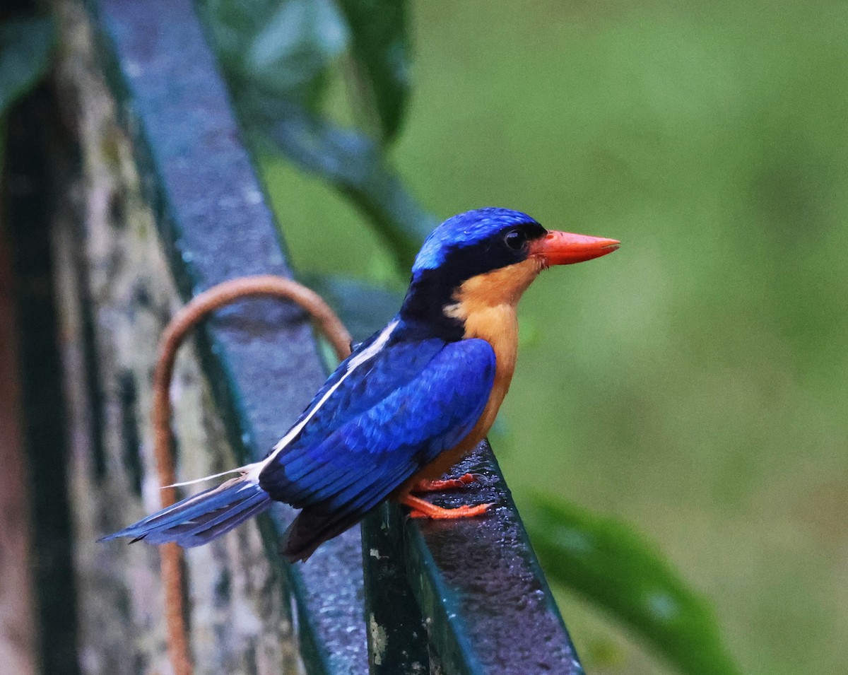 ledňáček rajský - ML631291472