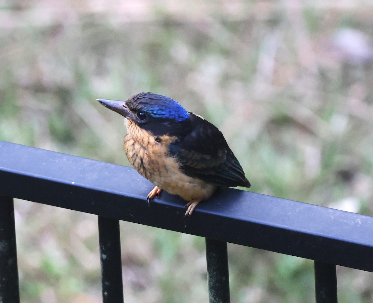 ledňáček rajský - ML631291491