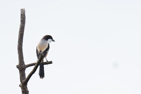 Media Search - Macaulay Library and eBird