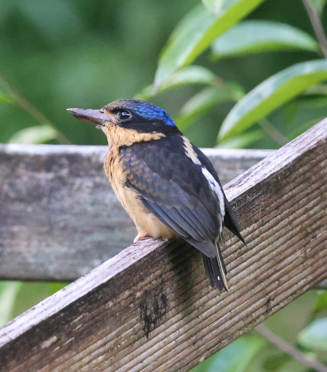 ledňáček rajský - ML631291601