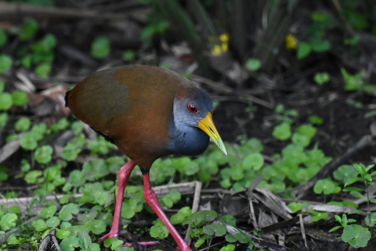 Russet-naped Wood-Rail - ML631291787
