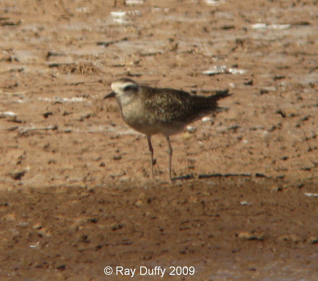 American Golden-Plover - ML631291801