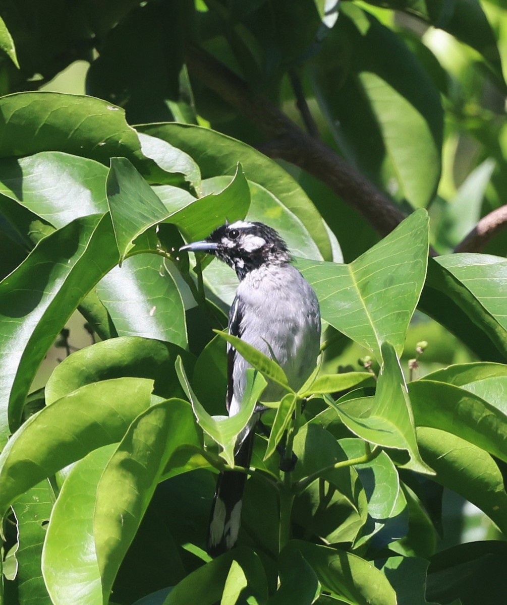 White-eared Monarch - ML631291826