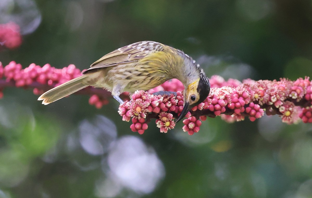 medosavka černočapková - ML631291916