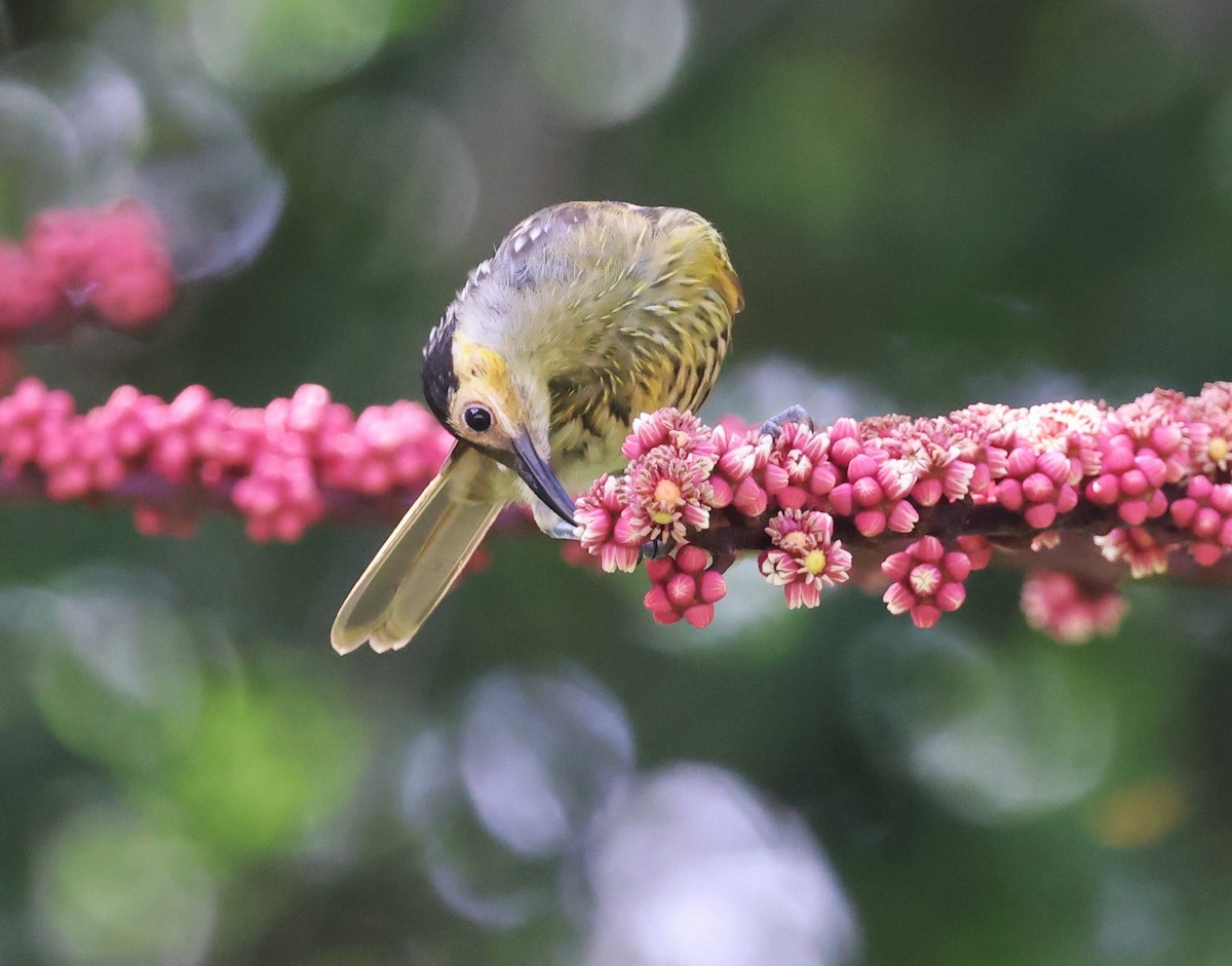 medosavka černočapková - ML631291954