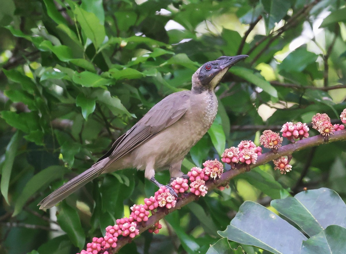 zoborožík přílbový (ssp. yorki) - ML631292008