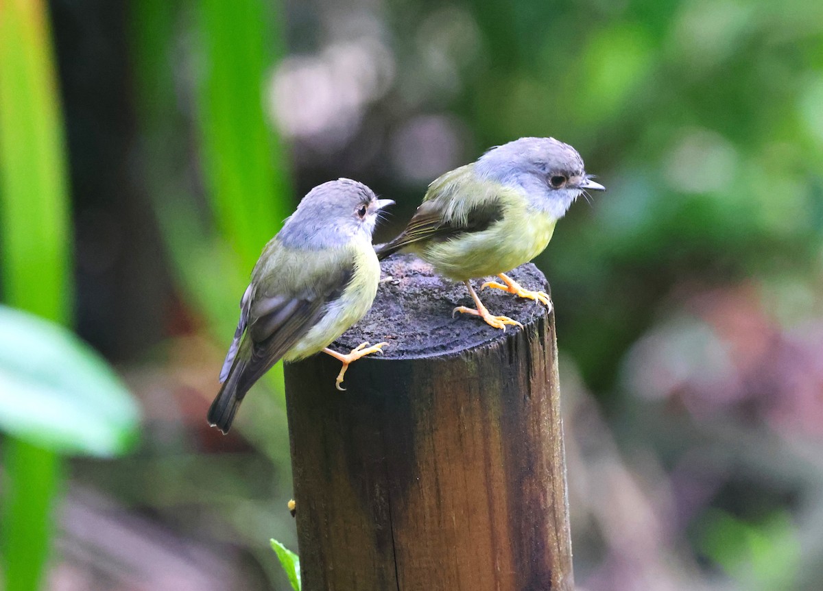 lejsčík žlutavý - ML631292107