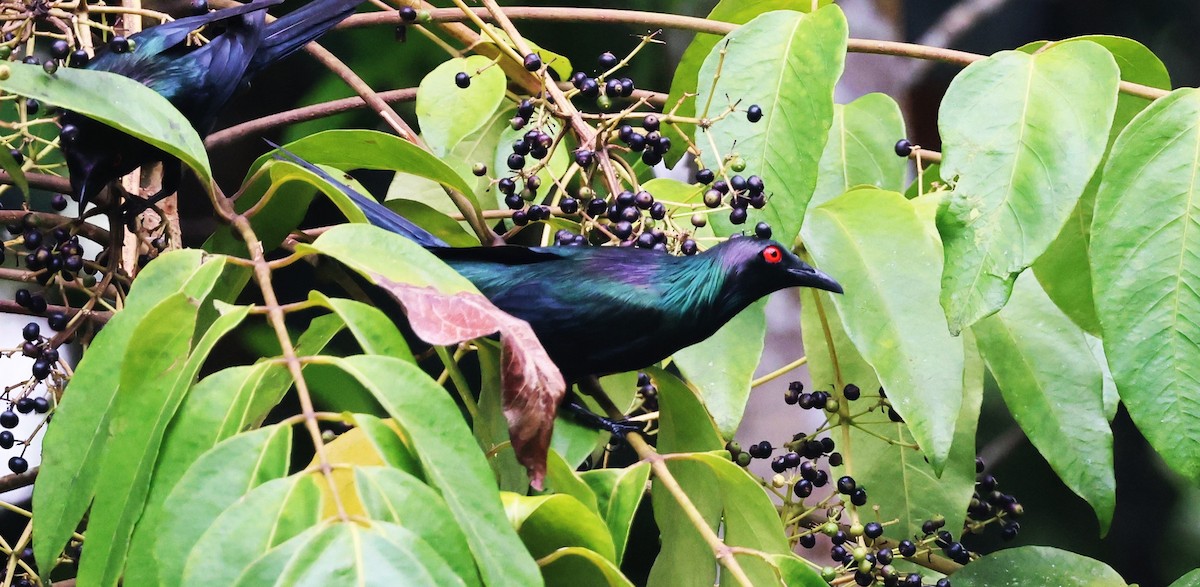 špaček lesklý - ML631292155