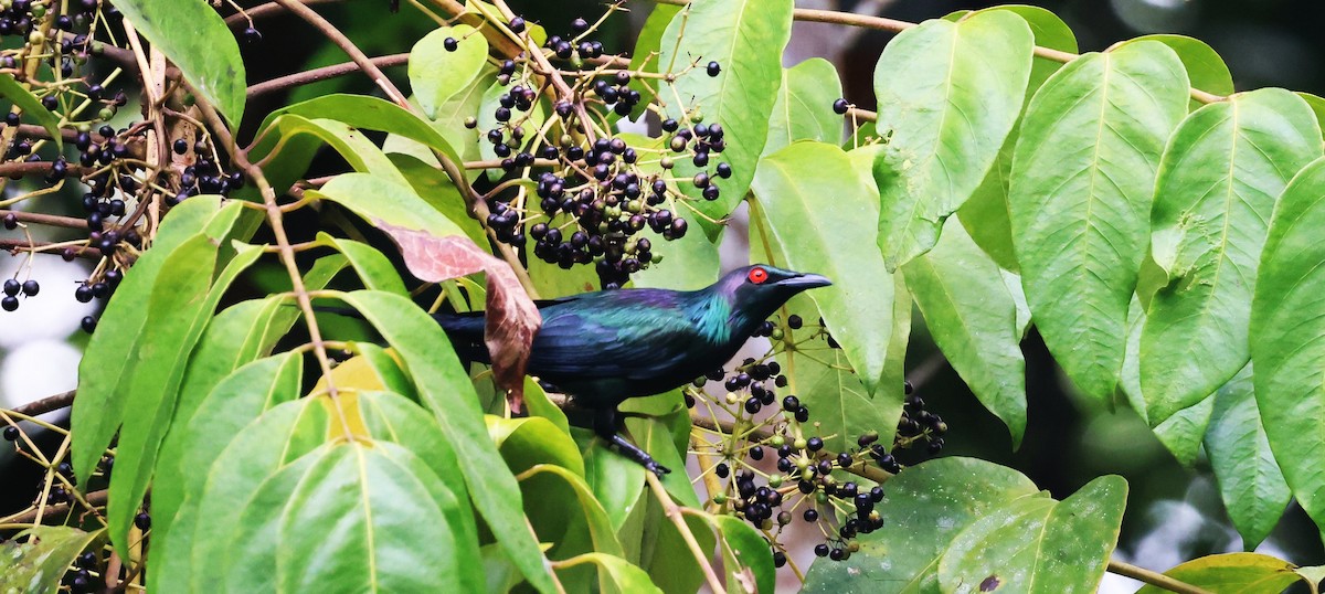 špaček lesklý - ML631292177