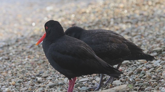 Variable Oystercatcher - ML631292211