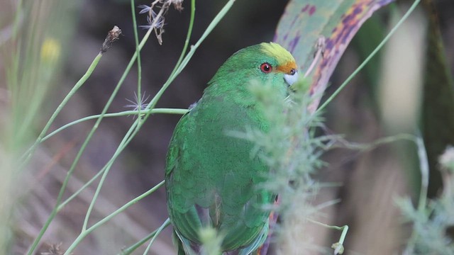 Malherbe's Parakeet - ML631292221