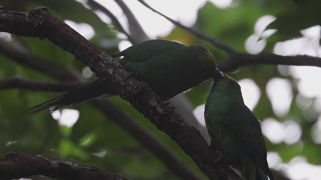 Malherbe's Parakeet - ML631292222