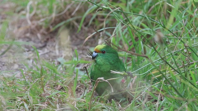 Malherbe's Parakeet - ML631292223
