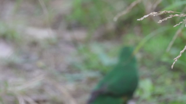 Malherbe's Parakeet - ML631292266