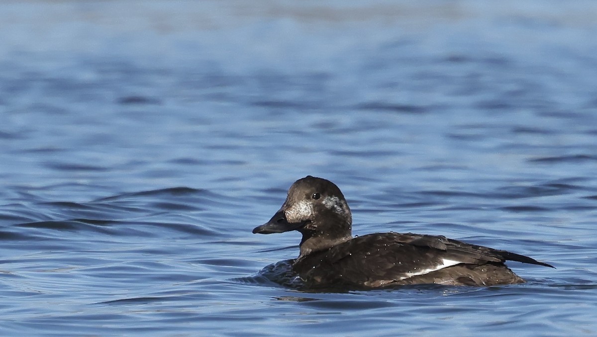 White-winged Scoter - ML631292292