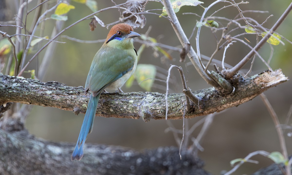Russet-crowned Motmot - ML631292298