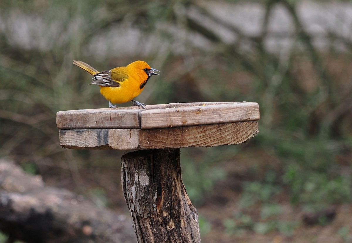 Altamira Oriole - ML631292422