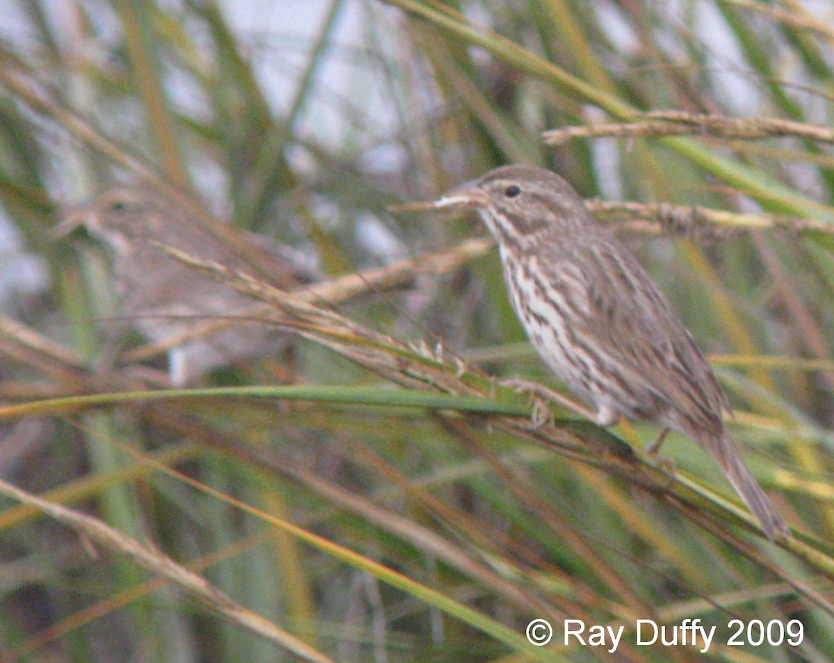 Savannah Sparrow (Large-billed) - ML631292503