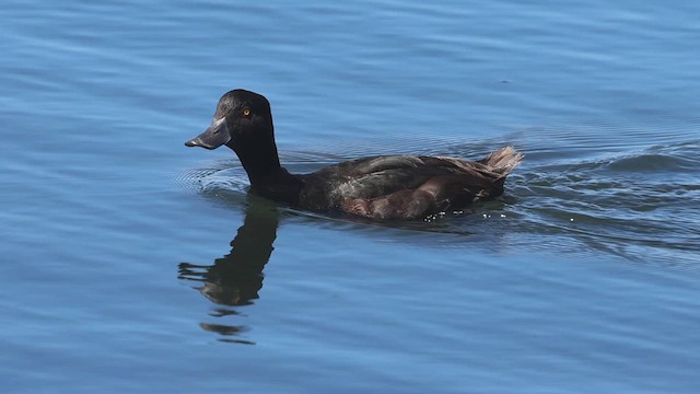 New Zealand Scaup - ML631292522