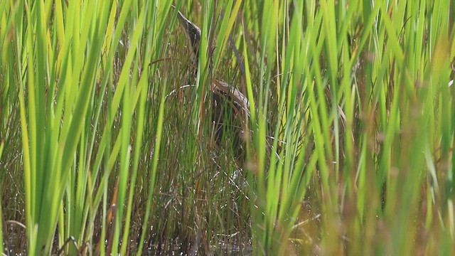 Australasian Bittern - ML631292542
