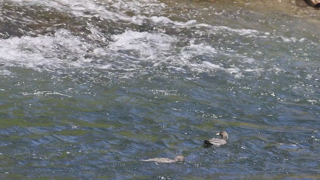 Blue Duck - ML631292566