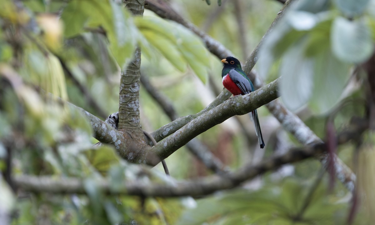 Trogon élégant - ML631292574