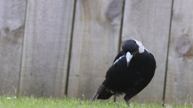 Australian Magpie - ML631292627