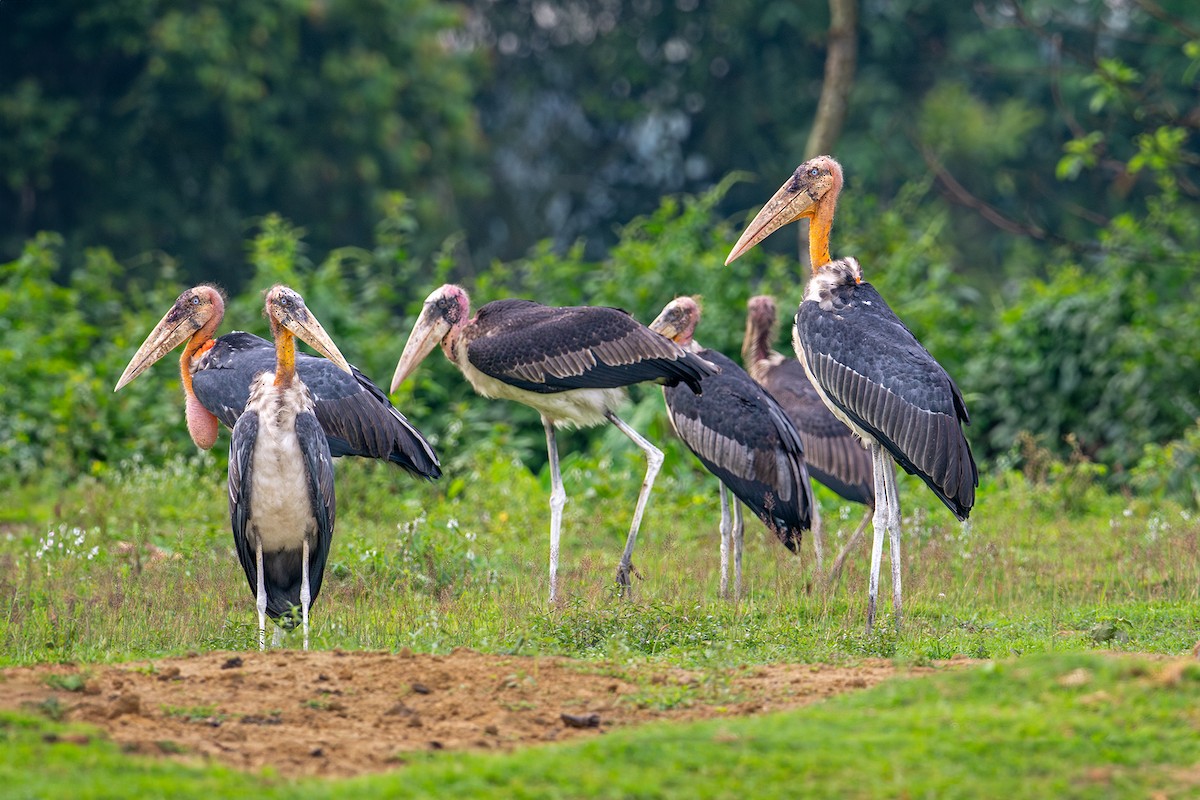 Greater Adjutant - ML631292859