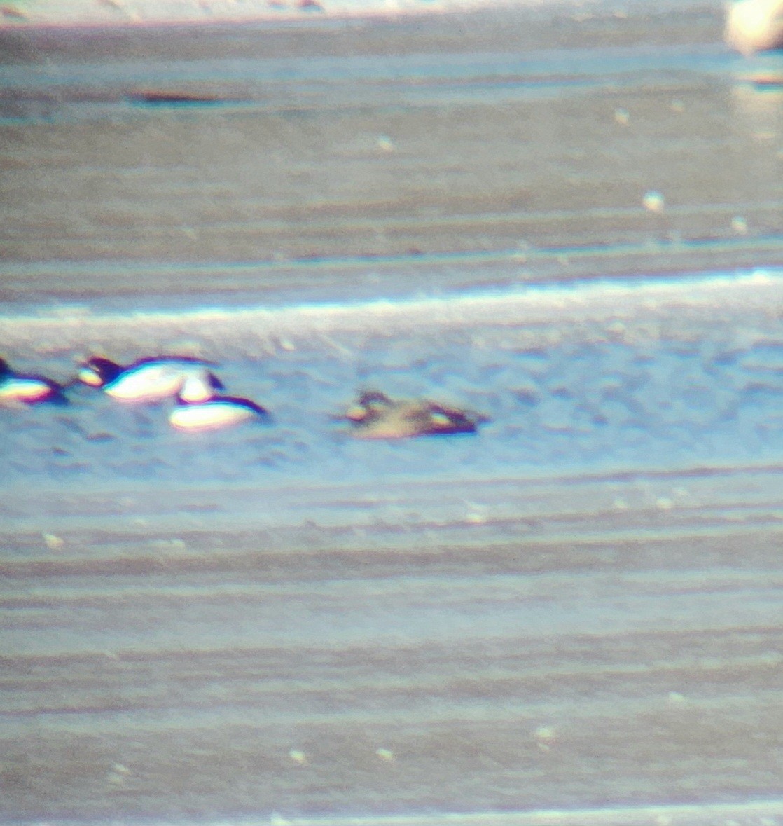 White-winged Scoter - ML631293029
